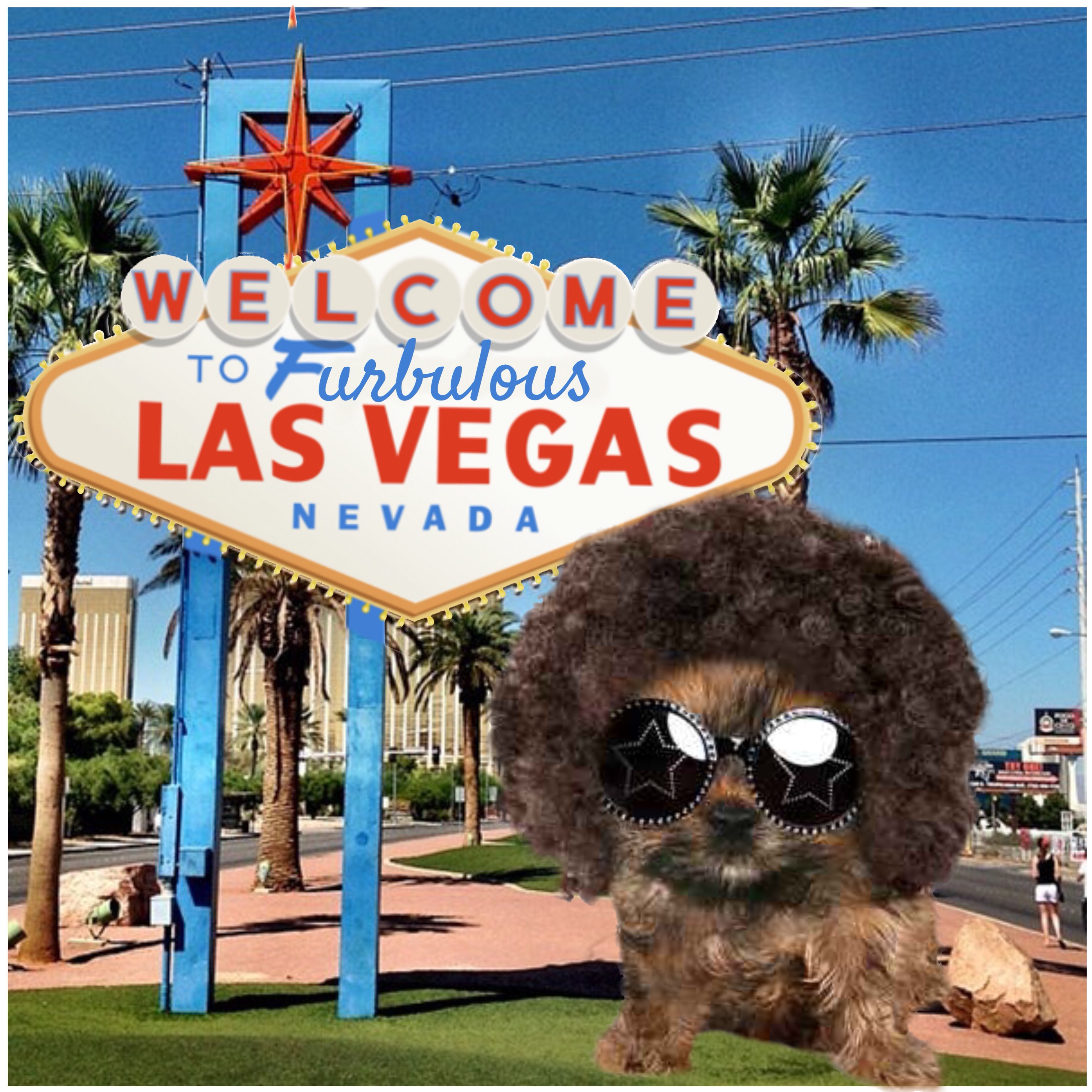 are dogs allowed in vegas casinos