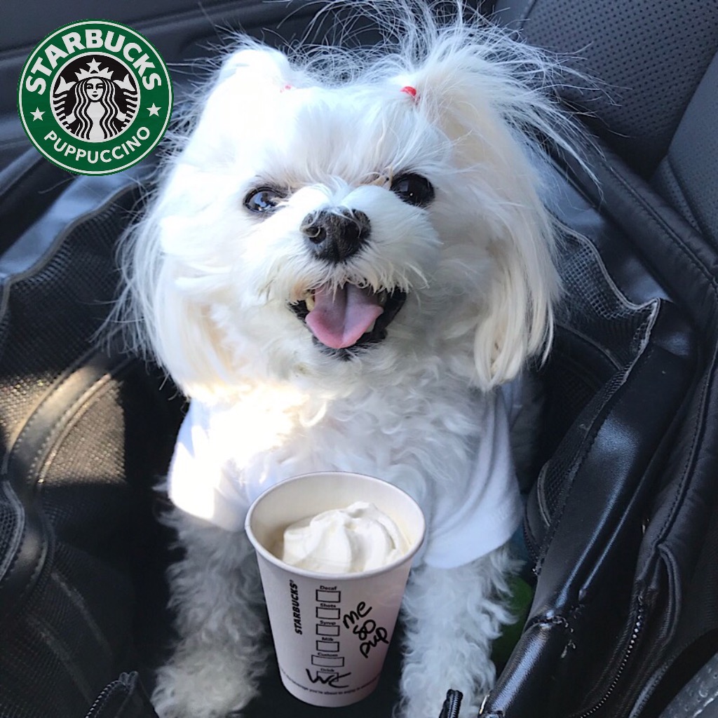 is starbucks puppuccino good for dogs